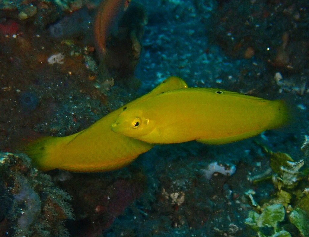 Canary Wrasse from Dauin, Negros Oriental, Philippines on May 13, 2024 ...