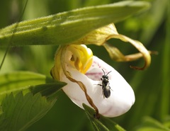 Cypripedium candidum