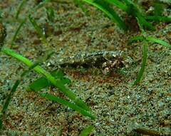 Yoshino's Goby photo 3