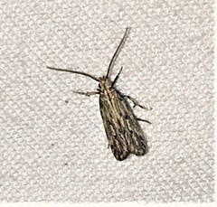 Eudonia strigalis