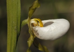 Cypripedium candidum