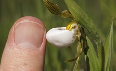 Cypripedium candidum