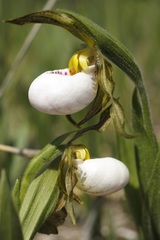 Cypripedium candidum