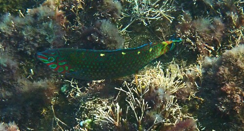 Cheekring wrasse (Halichoeres miniatus) — Labridae — 3