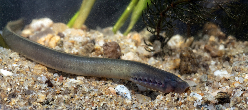 Greek Brook Lamprey