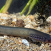 Greek Brook Lamprey - Photo (c) davide bellucci, some rights reserved (CC BY-NC), uploaded by davide bellucci