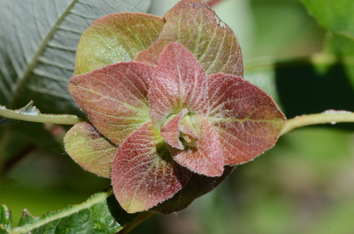 Willow Rosette Gall Midge photo 2
