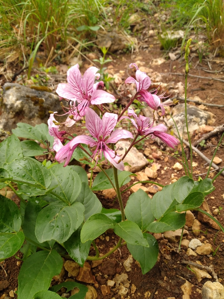 white dittany in May 2024 by Julien de Cosmi · iNaturalist