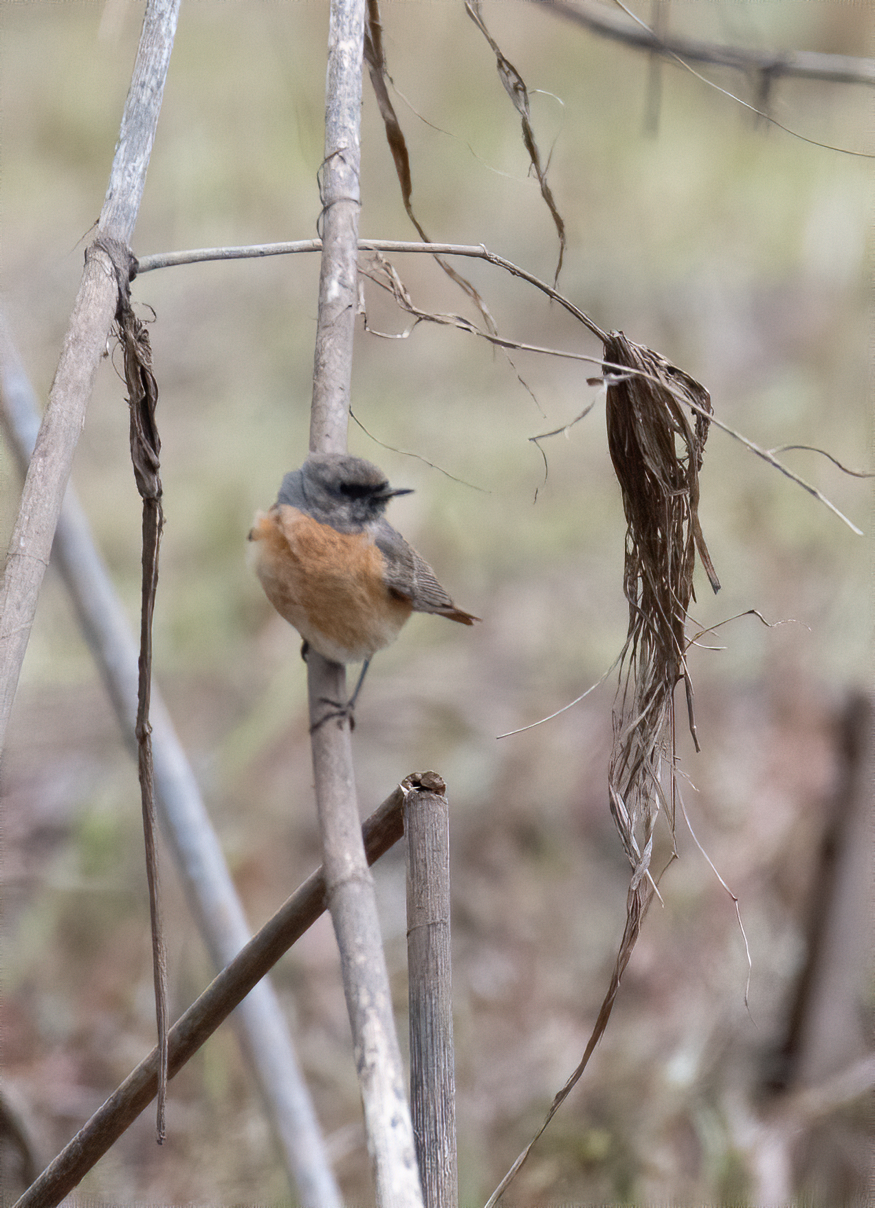 Common Redstart