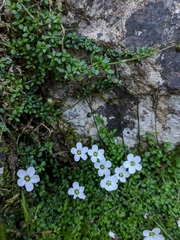 Arenaria balearica