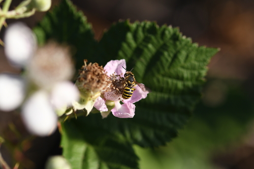 Illustrated Woolcarder Bee photo 3