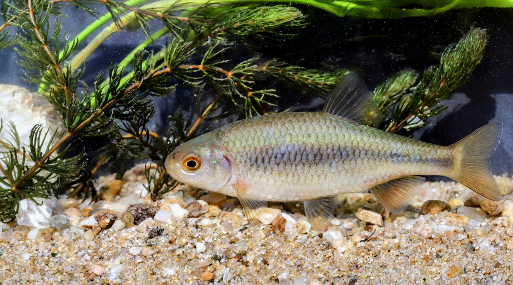 Black Sea chub (Petroleuciscus borysthenicus) — Cyprinidae