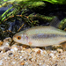 Black Sea Chub - Photo (c) davide bellucci, some rights reserved (CC BY-NC), uploaded by davide bellucci