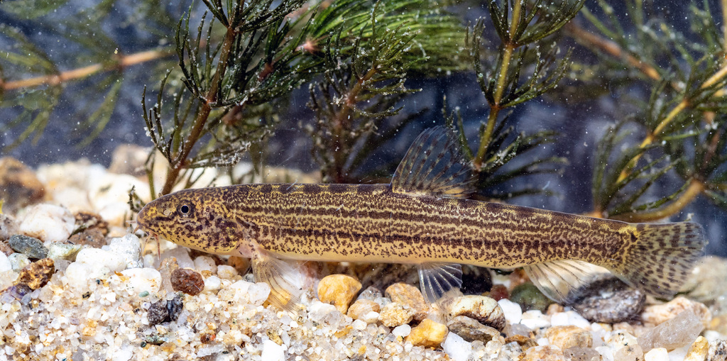Angitis Spined Loach