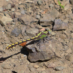 Ophiogomphus bison