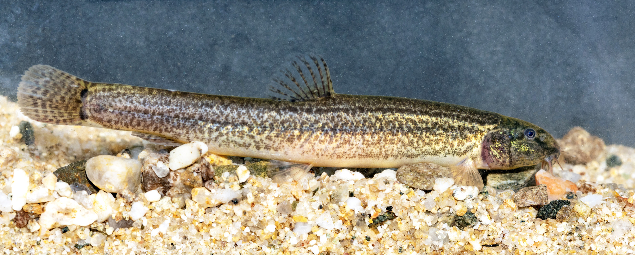 Brown Spined Loach photo 3