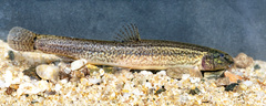 Brown Spined Loach photo 1
