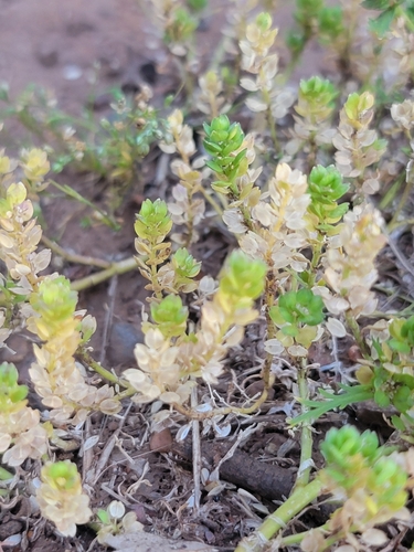 Image of Lepidium strictum by (c) Colin J Pryor, some rights reserved (CC BY)
