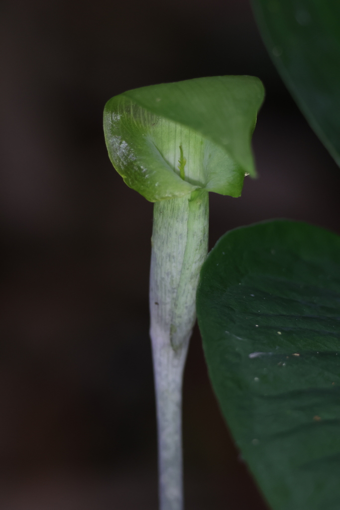 Arisaema roxburghii (Arisaema roxburghii)
