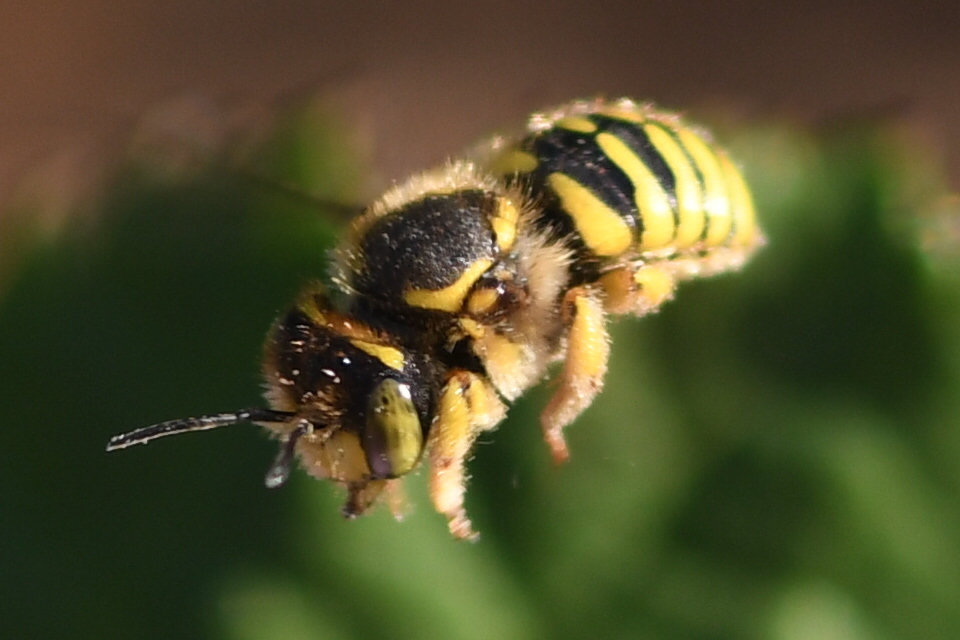 Illustrated Woolcarder Bee