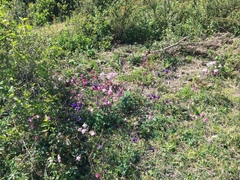 Aquilegia vulgaris