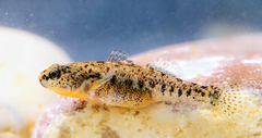 Western Greece Goby photo 4