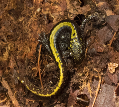 Ambystoma macrodactylum macrodactylum