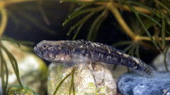 Caucasian Dwarf Goby photo 3
