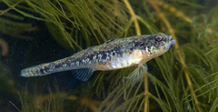 Caucasian Dwarf Goby photo 1