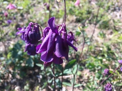 Aquilegia vulgaris