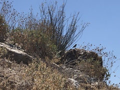 Salpinctes obsoletus