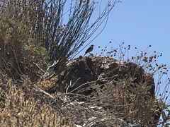 Salpinctes obsoletus