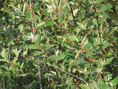Cotoneaster integerrimus