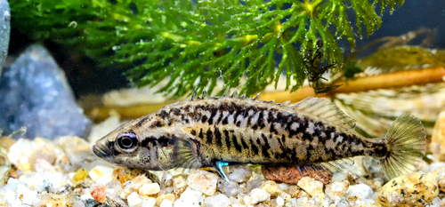 Southern Nine-spined Stickleback