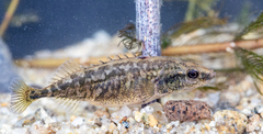 Southern Nine-Spined Stickleback photo 5