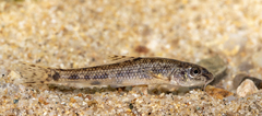 Aegean Gudgeon photo 2