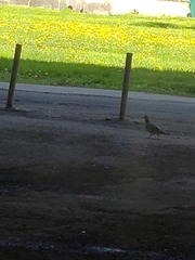 Columba livia domestica