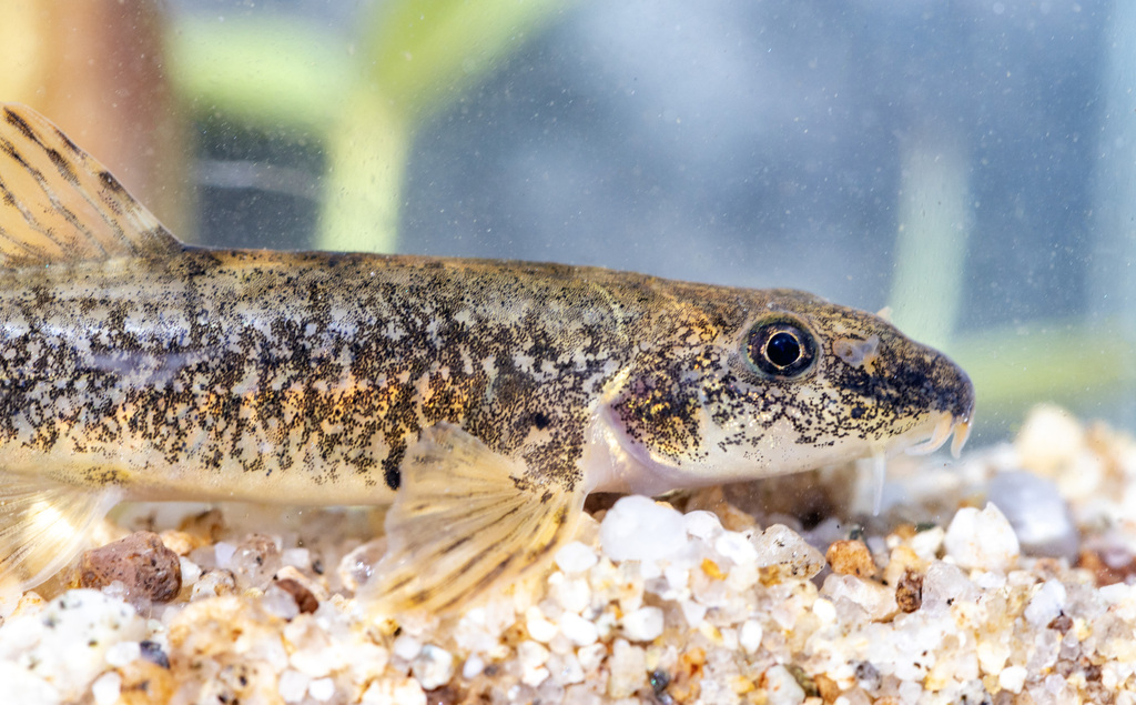 Struma Stone Loach