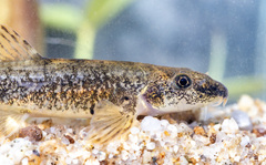 Struma Stone Loach photo 1