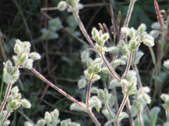 Cerastium brachypetalum