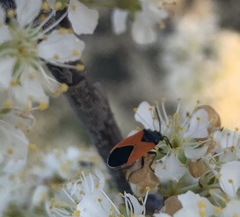 Melanopleurus belfragei