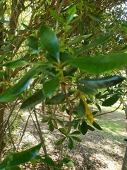 Ternstroemia gymnanthera