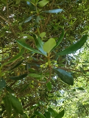 Ternstroemia gymnanthera