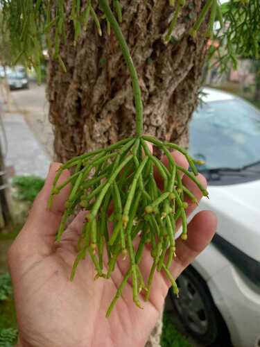 Image of Rhipsalis teres by (c) Fabrício Mil Homens Riella, some rights reserved (CC BY)