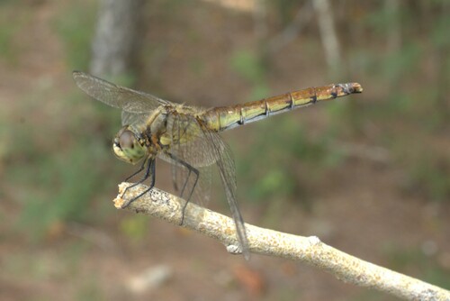 Sympetrum cordulegaster