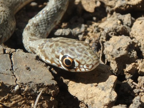 Caspian Whipsnake