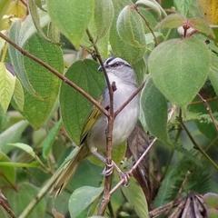 Arremonops conirostris