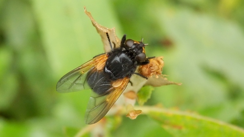 Noon Fly