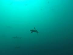 Carcharhinus galapagensis