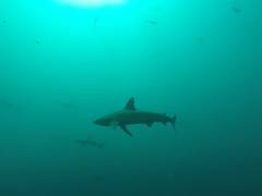 Carcharhinus galapagensis
